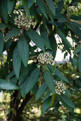 Viburnum rhytidophyllum, the leatherleaf viburnum, is a species of flowering plant in the family Viburnaceae. It is native to Asia..Springtime blooming.