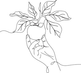 Minimalist line art of a hand gracefully reaching to pluck a persimmon capturing a quiet moment of connection with nature through elegant continuous strokes