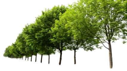 Row of lush green trees on a transparent background