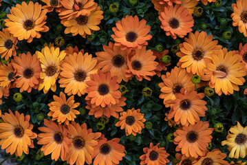 Dimorphotheca ecklonis, is a perennial ornamental plant that is native to South Africa. Orange flowers..