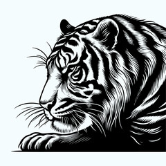 White tiger head vector illustration of a wild feline animal portrait