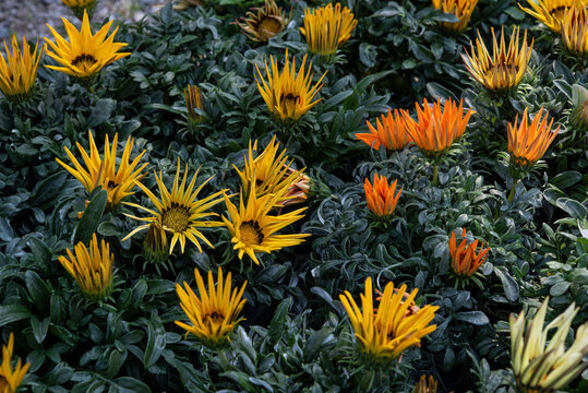 Gazania is a genus of flowering plants in the family Asteraceae, native to Southern Africa. White and yellow blooming..
