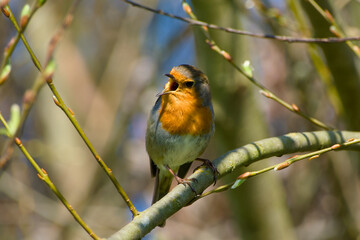 robin perching on a twig and singing close-up