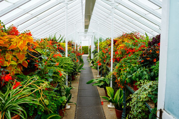 Colourful plants growing in a large greenhouse