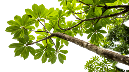 Looking up at vibrant green leaves on a tree during daylight hours