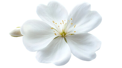 Obraz premium Fresh Jasmine White Flower Isolated on White Background for Design Projects