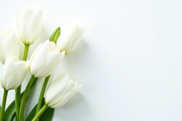 Close-up of pristine white flowers on stark white background, subtle, nature photography, plant