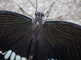 beautiful black butterfly isolated on a concrete background, close-up