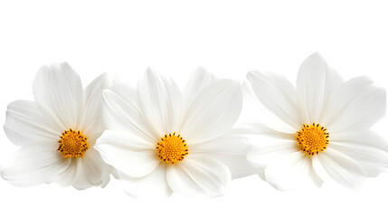 Obraz premium Beautiful White Flowers Isolated on White Background for Design Projects