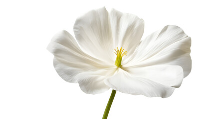 Obraz premium Elegant White Flower on White Background for Professional Designs