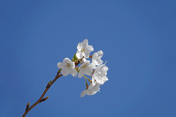 Twig with small cluster of delicate white cherry blossom against a blue sky