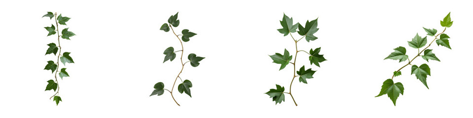 Fototapeta premium Fresh green leaves vine nature foliage plant botanical organic climbing greenery isolated