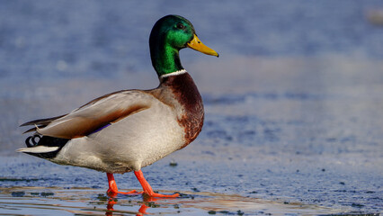 mallard duck on the water