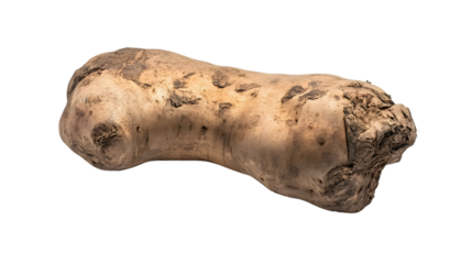Fresh Elephant Foot Yam Isolated on White Background for Culinary Designs