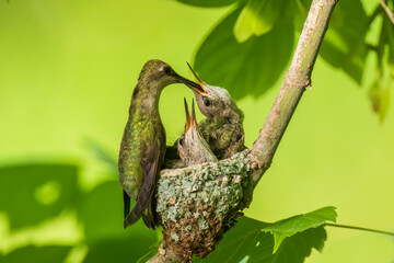 Baby Feeding of Black-chinned Hummingbird