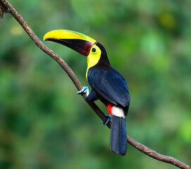 Yellow-throated Toucan
