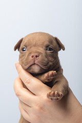 Close-up of brown puppy being gently held in hands on light background. Small brown puppy with blue eyes held in hands, close-up, concept of care, innocence, and tenderness, taking care of pets