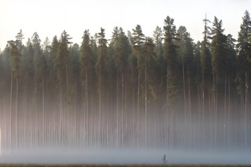 A misty pine forest at dawn, where golden sunbeams cut through thick fog and tall evergreens cast dramatic silhouettes. Moody, high-contrast atmosphere with soft natural light and depth