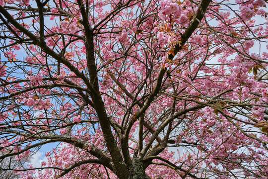 Japanese Pink Flowering Cherry