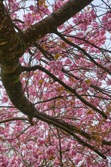 Japanese Flowering Cherry