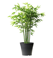 A tall bamboo plant is in a black pot