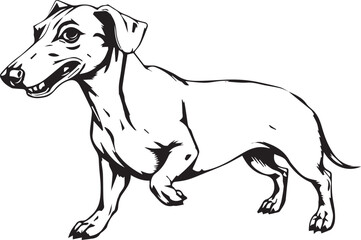 A dachshund dog. Hand drawn vector illustration