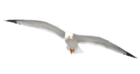  Yellow-legged gull in flight, Larus michahellis, isolated on white, clipping path