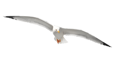  Yellow-legged gull in flight, Larus michahellis, isolated on white, clipping path
