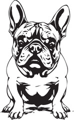 French bulldog. Vector illustration