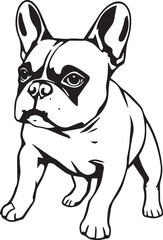 French bulldog. Vector illustration