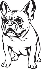 French bulldog. Vector illustration