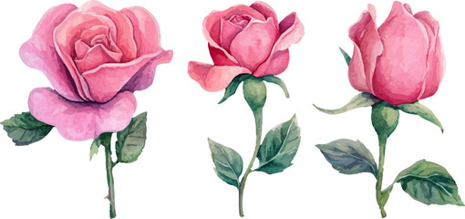 Fototapeta premium bouquet of pink roses