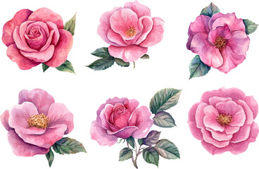 set of pink roses