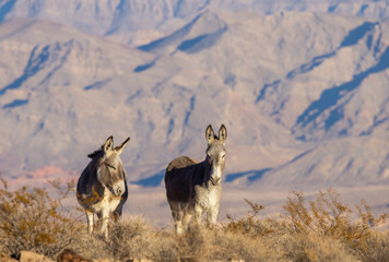 Wild Burros in the Lake Mead National Recreation Area in the Nevada Desert in winter