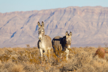 Wild Burros in the Lake Mead National Recreation Area in the Nevada Desert in winter