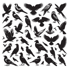 Set of black bird silhouettes. Sparrow, Eagle, Robin, Hawk, Owl, Duck, Swan, Pigeon, Parrot, Crow, Seagull, Falcon, Hummingbird, Peacock, Canary, Pelican, silhouettes white background