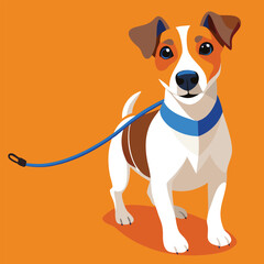 A Jack Russell Terrier proudly holds a blue leash in its mouth against a vibrant orange background.