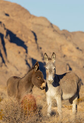 Wild Burros in the Lake Mead National Recreation Area in the Nevada Desert in winter