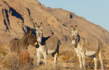 Wild Burros in the Lake Mead National Recreation Area in the Nevada Desert in winter
