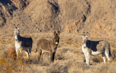 Wild Burros in the Lake Mead National Recreation Area in the Nevada Desert in winter