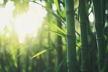 Sunlit bamboo forest with lush green stalks and leaves in tranquil nature setting