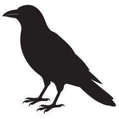 Obraz premium silhouette bird crow 
