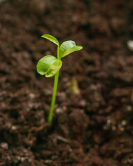 Just sprouted green shoot on the dark soil. Nature