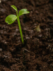 Just sprouted green shoot on the dark soil. Nature