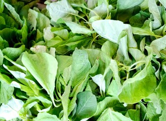 Fresh spinach vegetables for sale at the market