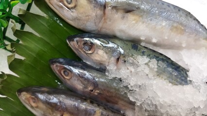Freshly Caught Mackerel on Ice, Ready for Market Display