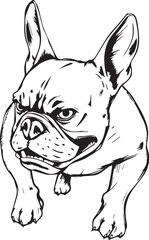 French bulldog. Vector illustration