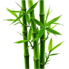 A close up view of several stalks of green bamboo with leaves against a white background isolated