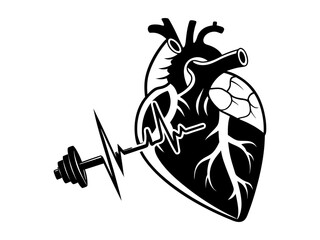 Detailed anatomical illustration of a human heart. This black and white graphic displays a detailed anatomical view of a human heart, highlighting its structure and major blood vessels.