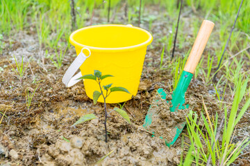 Plant saplings on Arbor Day